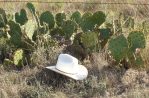 Opuntia pyrocarpa, northwest of Ft. Worth, TX