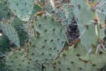 Opuntia riparia, near Tucson, AZ