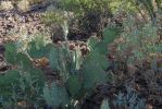 Opuntia riparia, near Tucson, AZ