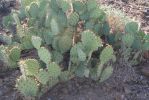 Opuntia riparia, near Tucson, AZ