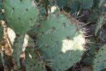 Opuntia riparia, near Tucson, AZ