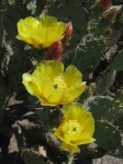 Opuntia riparia, Boyce Thompson Arboretum, AZ