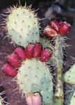 Opuntia riparia