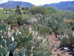 Opuntia riparia, east of Superior, AZ