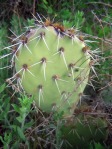 Opuntia riparia, east of Superior, AZ