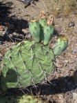 Opuntia riparia, east of Superior, AZ