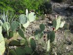 Opuntia riparia, garden plant, Phoenix, AZ