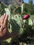 Opuntia riparia, garden plant, Phoenix, AZ