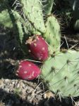 Opuntia riparia, garden plant, Phoenix, AZ