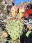 Opuntia riparia, Santa Catalina Mts, AZ