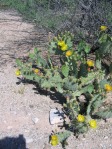 Opuntia riparia, Tucson, AZ