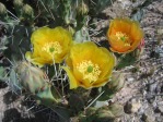 Opuntia riparia, Tucson, AZ