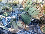 Opuntia rufida, MX, Amante Darmanin