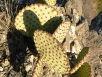 Opuntia rufida, MX, Amante Darmanin