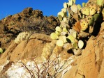 Opuntia rufida, MX, Amante Darmanin