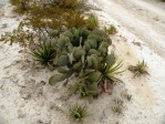 Opuntia rufida, MX, Amante Darmanin