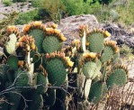 Opuntia rufida, MX, Gary Nored