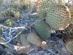 Opuntia rufida, MX, Amante Darmanin