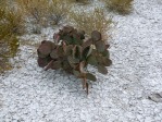 Opuntia rufida, MX, Amante Darmanin