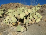 Opuntia rufida, Mexico, Amante Darmanin