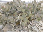 Opuntia rufida, Mexico, Amante Darmanin