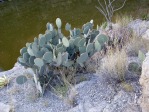 Opuntia rufida, Big Bend, photographer unknown