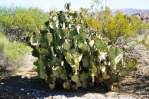 Opuntia rufida, Big Bend