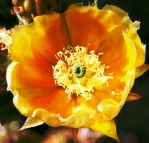 Opuntia rufida, garden plant