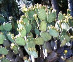 Opuntia rufida, garden plant