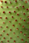 Opuntia rufida, Dane Larsen