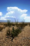 Opuntia rufida, Dave VanLangen