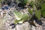 Opuntia rufida, Dave VanLangen