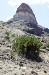 Opuntia rufida, Dave VanLangen