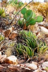 Opuntia rufida, Gary Nored