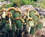 Opuntia rufida, Gary Nored