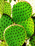 Opuntia rufida, Gary Nored