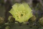 Opuntia rufida, Big Bend National Park, Gier K Edlund