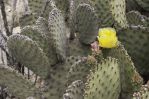 Opuntia rufida, Big Bend National Park, Gier K Edlund