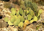 Opuntia rufida, Homer Edward Price