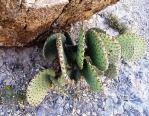 Opuntia rufida, Jay Mitchell