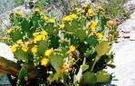 Opuntia rufida, USDA