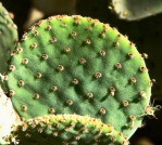 Opuntia rufida, Wikimedia