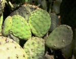 Opuntia rufida, Wikimedia