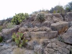 Opuntia rufida (upper) with O. spinosibacca, Big Bend, photographer unknown