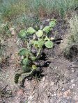 Opuntia rugosa, Puddingstone Reservoir, Pomona, CA