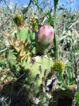 Opuntia rugosa, Puddingstone Reservoir, Pomona, CA