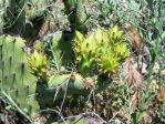 Opuntia rugosa, Puddingstone Reservoir, Pomona, CA