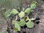 Opuntia rugosa, Puddingstone Reservoir, Pomona, CA