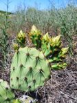 Opuntia rugosa, Puddingstone Reservoir, Pomona, CA