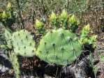 Opuntia rugosa, Puddingstone Reservoir, Pomona, CA